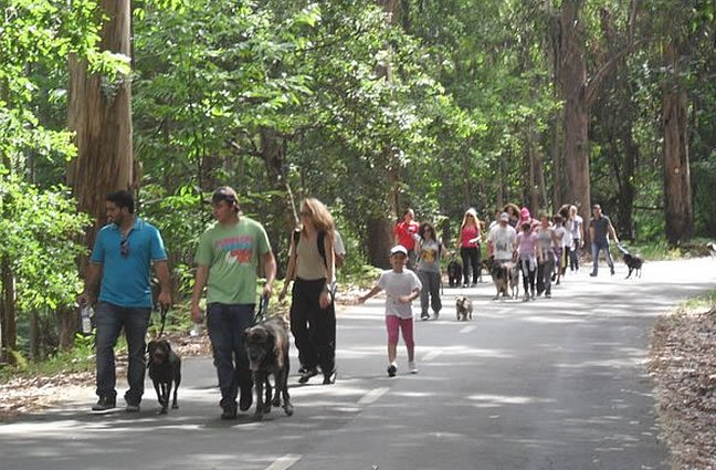 1ª CãoMinhada do Canil Intermunicipal do Alto Minho