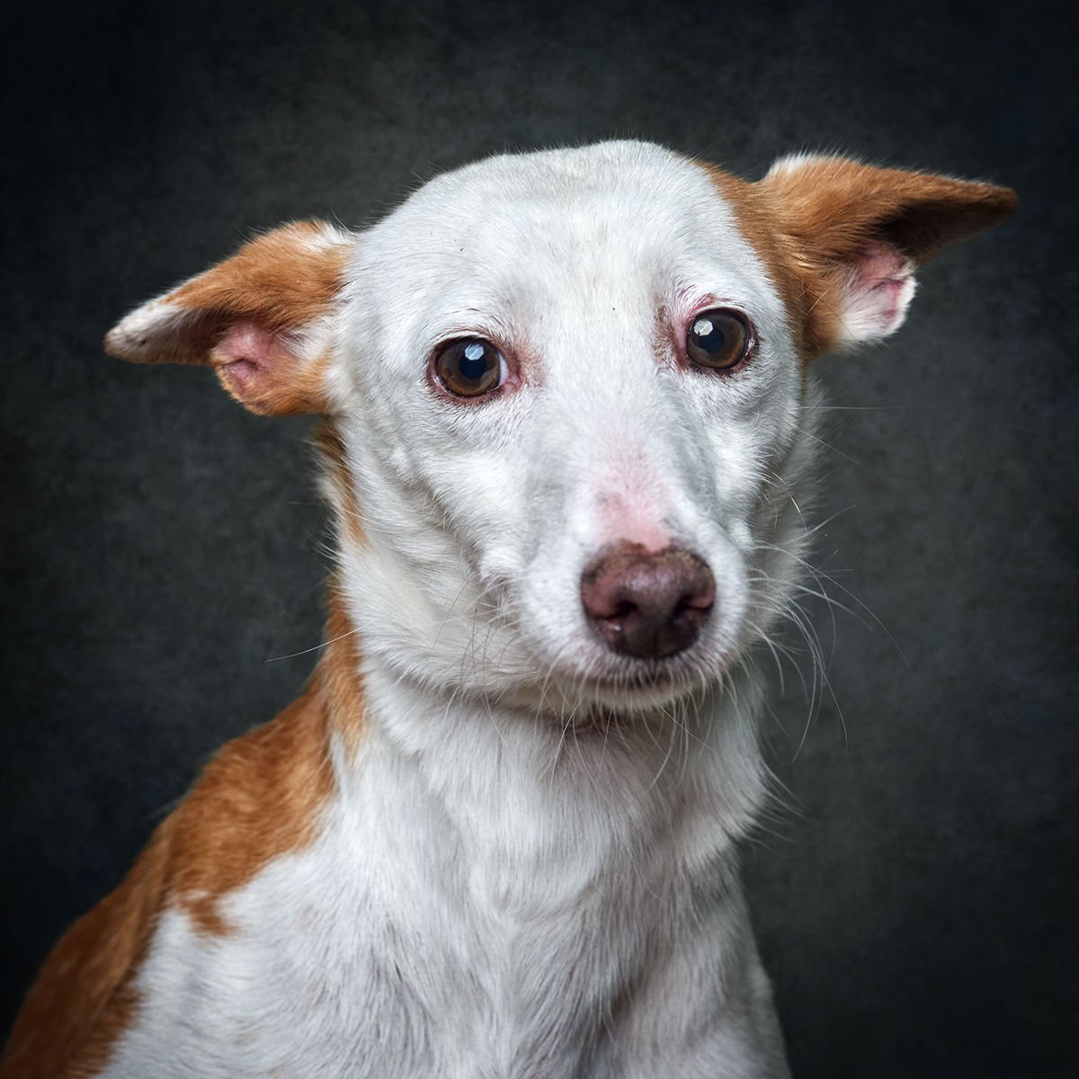 CIM Alto Minho promove adoção de cães abandonados